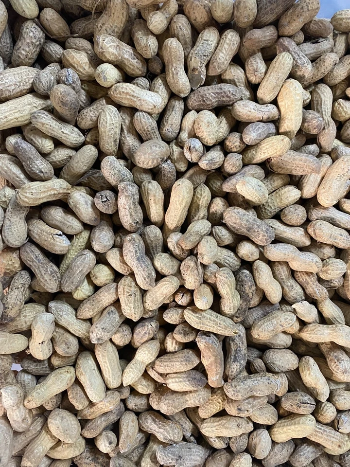 Erdnüsse mit Schale 3 Kg Papageienfutter Eichhörnchenfutter - Bild 2 von 3