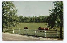 Horse Farm in Kentucky Postcard
