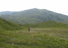 Photo 6x4 Cotton grass on Beinn Heasgarnich Lochan nan Cat/NN4339 Shallo c2004