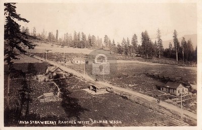 White Salmon WA Strawberry Farm Klickitat Co RPPC Postcard COPY