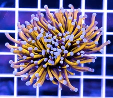 WWC Gold Torch Coral-Rare!