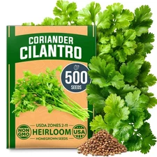 500+ Cilantro Seeds For Planting Indoors Or Outdoors Heirloom Nongmo Coriander S