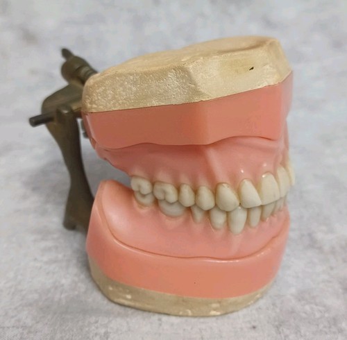 VTG Apex 2 Dental Articulator w/ Denture Model Teeth Dentist Lab Tool Medical