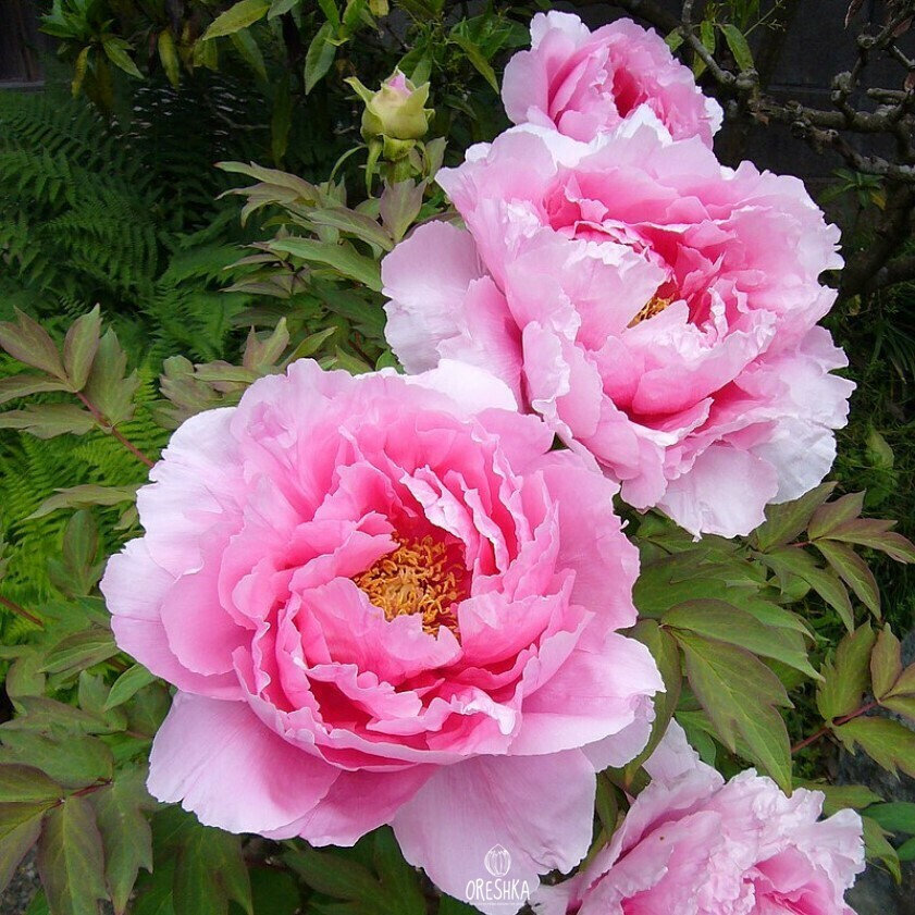 50Pcs Shrub Peony Seeds, Paeonia Suffruticosa Miux Color Flower