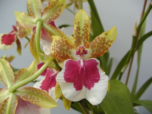 Fragrant orchid /Dufte Orchideen / Miltonidium Dr. Peter Komp