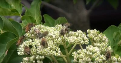 #ad #ad Korean Evodia Bee Bee Tree Tetradium daniellii Honeybees amp; Apiarists delight $4.00