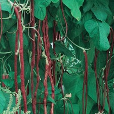 25 RED ASPARAGUS BEAN SEEDS - H  T   U   A B  I   