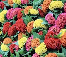 500+ Celosia Seeds, Cockscomb Mix Crested Type , Non-GMO, Heirloom USA Seller