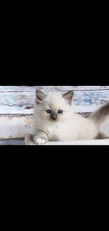 Wantted Looking For A Ragdoll Kitten To Join Our Family Cats Kittens Gumtree Australia Inner Sydney Sydney City 1249778578