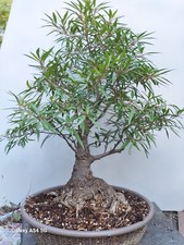 Ficus Nerifolia or Willow Leaf Ficus bonsai thick wide trunk - 16 yo UPDATED