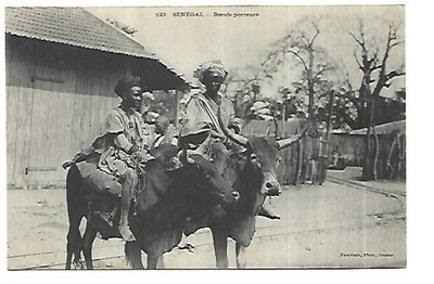 SENEGAL Draft Cattle