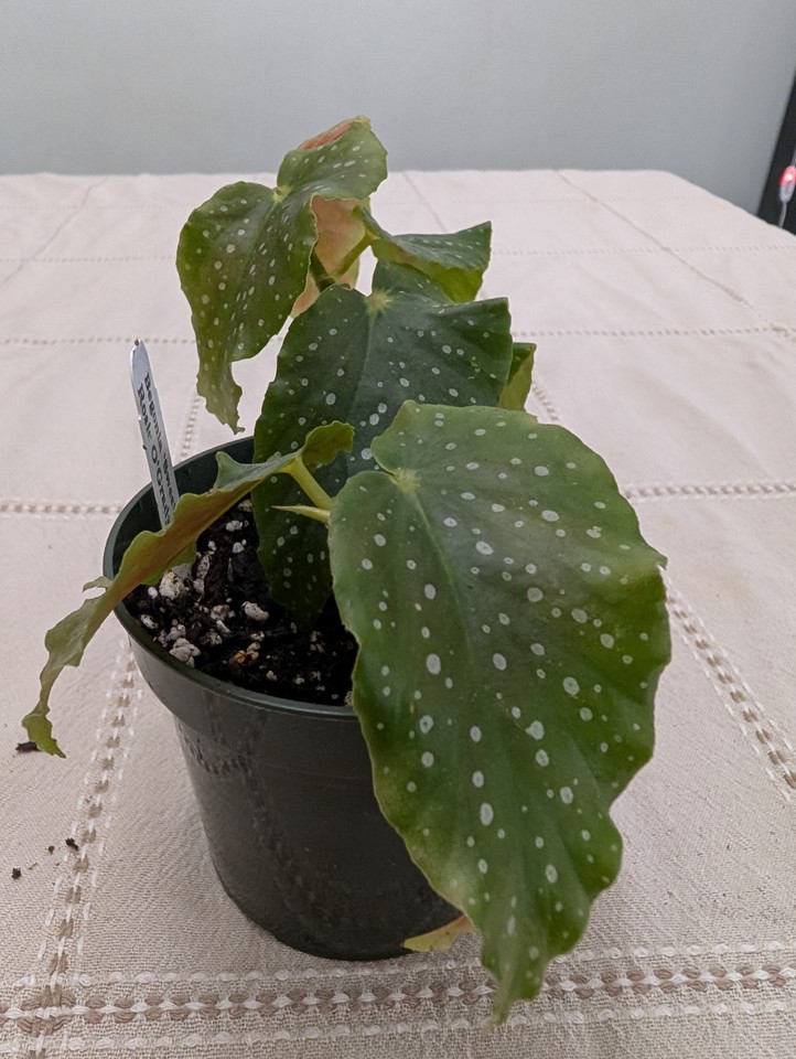 Begonia 'Sweet Rosy O'Grady', 4 Inch Pot, Live Plant, Pink Flowers ...