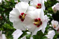 Rose Of Sharon Seeds 10 Seeds for 2.99- Free Shipping - White w/ Pink Centers