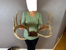 Real Whitetail Deer Antlers Set Wild Idaho 5x6 Horns Mount Skull
