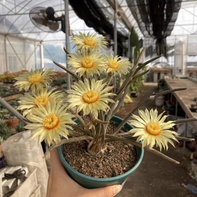 2CM Succulent Cactus Plant Astrophytum Caput-Medusae Cactaceae Beautiful Plant