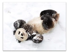 Cute PANDA BEAR Having Fun PLAYING IN SNOW Photo Poster 13x17" Premium Print
