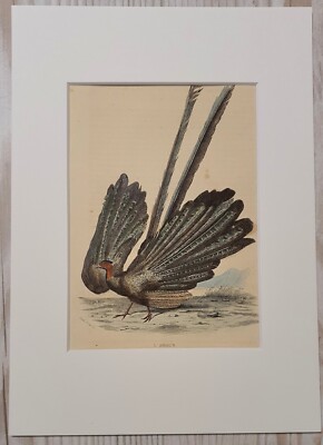 Original Buffon Vogel Lithografie L Argus um 1852 koloriert Passepartout