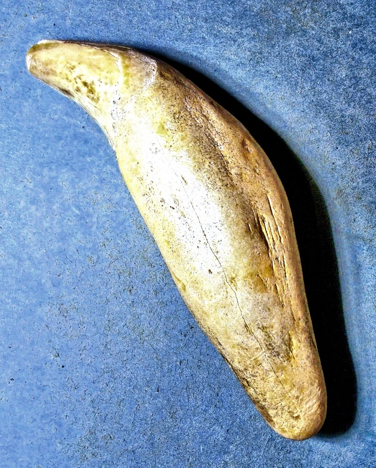 Impressive 10 cm fossil Cave Bear canine; Ursus spelaeus; Pleistocene, Slovakia - Image 4 of 4