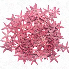 Purple Small Pressed Flowers   100 Organic  Natural for Resin Crafts DIY