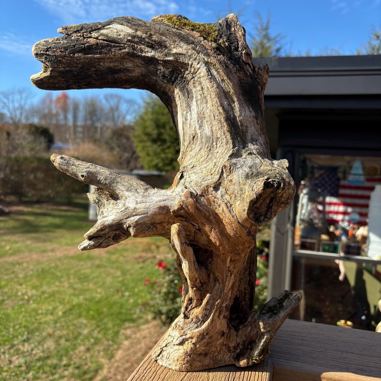 Hardwood Driftwood Tree 16x6x9 – Mossy Natural Branch Sculpture for Home Decor