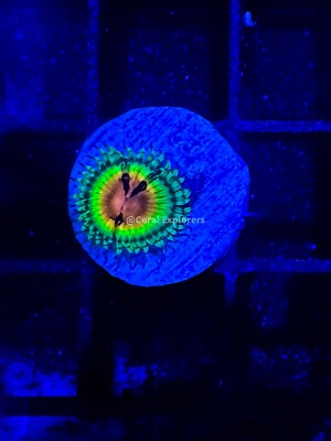 CE- WYSIWYG JF Bloodshot  Zoa Zoanthid - Live Coral Frag LPS SPS #RZA1