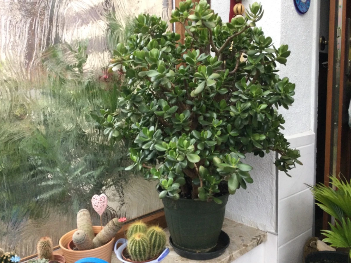 Affenbrotbaum Crassula Pflanzen, Zimmerpflanzen online kaufen | eBay.de