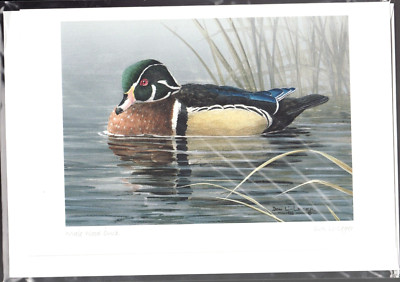 MALE WOOD DUCK - West Coast Nature by Don Li-Leger - New 6'' x 9'' Art Card