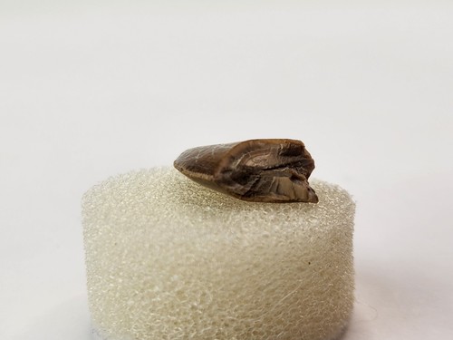 Majungasaurus 0.82" Theropod Tooth Fossil - Maevarano Fm - Berivotra, Madagascar - Picture 12 of 16