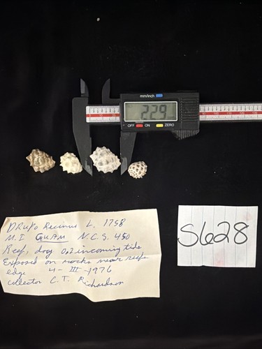 Drupa Recinus Shells Lot Of 4, 3 W/operculums Guam 1976 (S628)