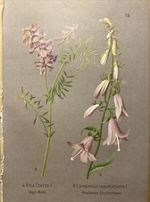 Gravure sur bois plantes tableaux anciens 1884 fleurs botanique impression co...