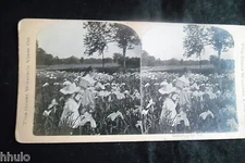 STA833 Genre Scene Flowers Iris Bouquet Field Albumen Photo Stereoview 1900