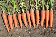 1,000 Kuroda Long Carrot Seeds - NonGMO Organic - 8 Inch Giant Hearty Carrots