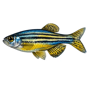 Giant Danio Fish Aquarium Self Adhesive Vinyl Sticker