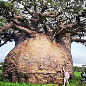 Baobab Plant | eBay