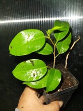 Ficus Benjamina Midnight Plant 5 inches Ficus Dark Live Plant Indoor In 2.5 In