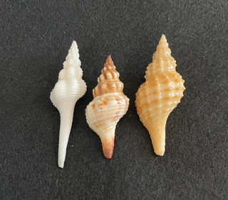 Fusinus: crassiplicatus Kira 43mm ambustus Gould 34mm w/o & kiranus Shuto 41mm