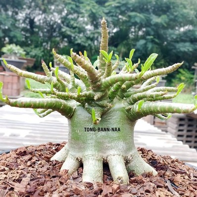 Thai Desert Rose 'TONG-BAAN-NAA' Bonsai Plant, Adenium Arabicum Fresh 45Seeds