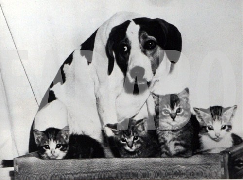 Photo de presse vintage Animaux, Un Chien De Traîneau, tirage 21 X 15