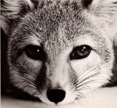Vintage Postcard San Joaquin Kit Fox Endangered Species