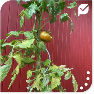 aldi nord blumenkasten Balkonbox Royal White kaufen