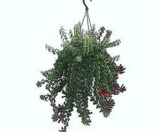 Aeschynanthus Twister House Plant.  Medal Winner.  Very unusual and Rare
