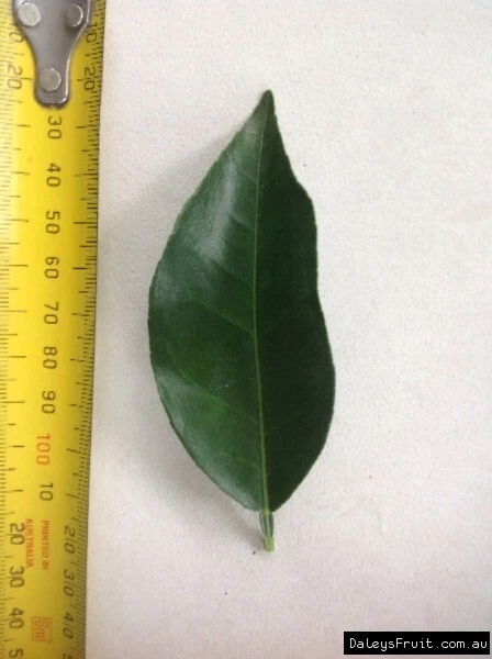 Picture 5 of 5