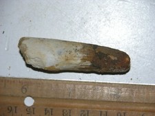 Dinosaur fossil tooth Spinosaurus Cretaceous Era bigger 2 inch long M91