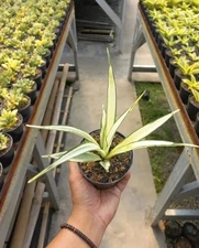 Sansevieria Parva White Variegated Rare Uniqe Snake Plant