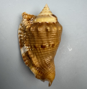 Dwarf Hawk wing conch - Lobatus raninus  (Gmelin, 1791)  58.4 mm