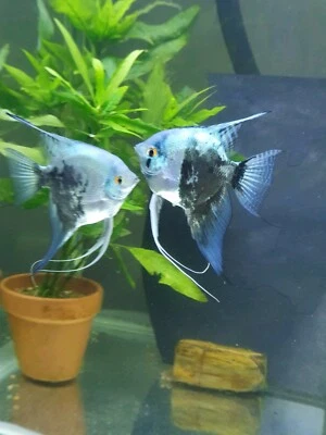marble angelfish for sale