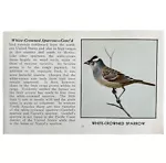White Crowned Sparrow Bird Print 1931 Blue Book Birds Of America Art PCBG13C