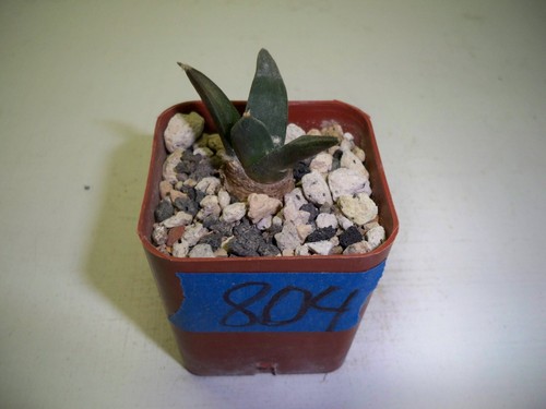 #804 - Ario Retusus v. Furfuraceous Hybrid