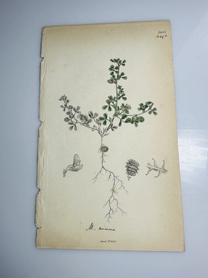 Sowerby 1830 Medicago Minima  Botanical Hand Colored Plate 2635 Print