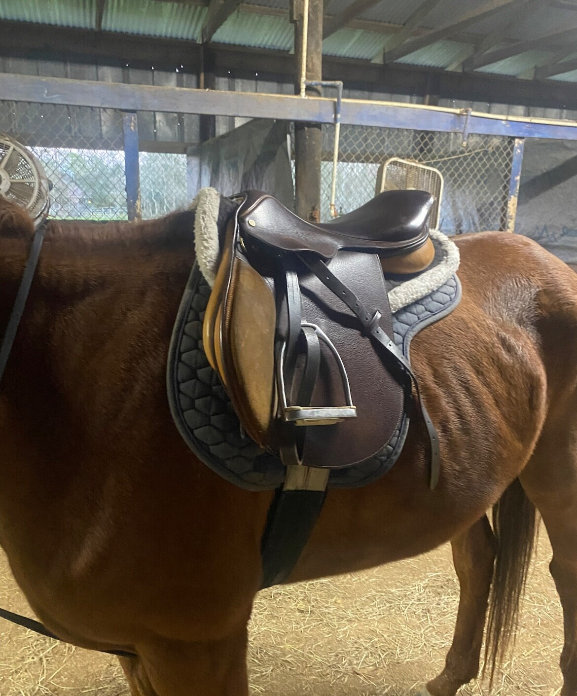 18 inch Collegiate English Saddle eBay